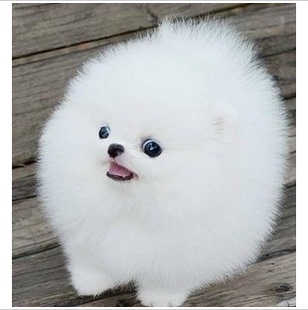 茶杯犬表演很精彩