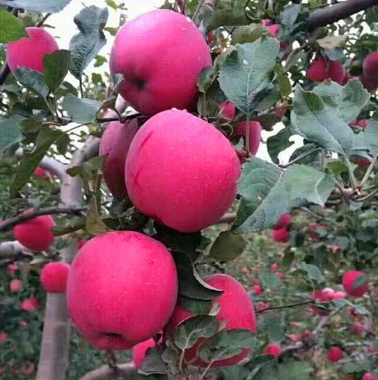 老家静宁苹果又开始采摘了，受疫情影响，老家大批量销售受阻。四十年老树老品种，丑苹果，颜值不是最高，个头不大，但绝对好吃。