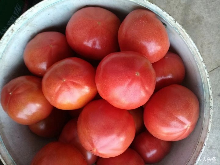 草莓铁皮西红柿：自然种植，不打农药，无激素，施农家肥，自然成熟。