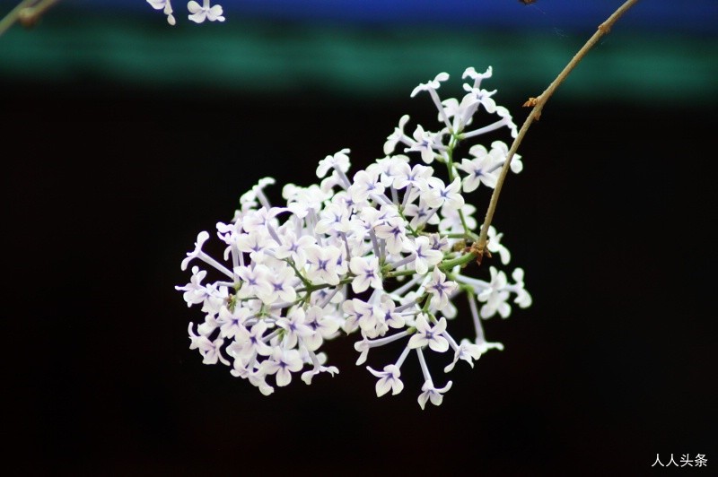 王博生摄影《法源寺·丁香花》