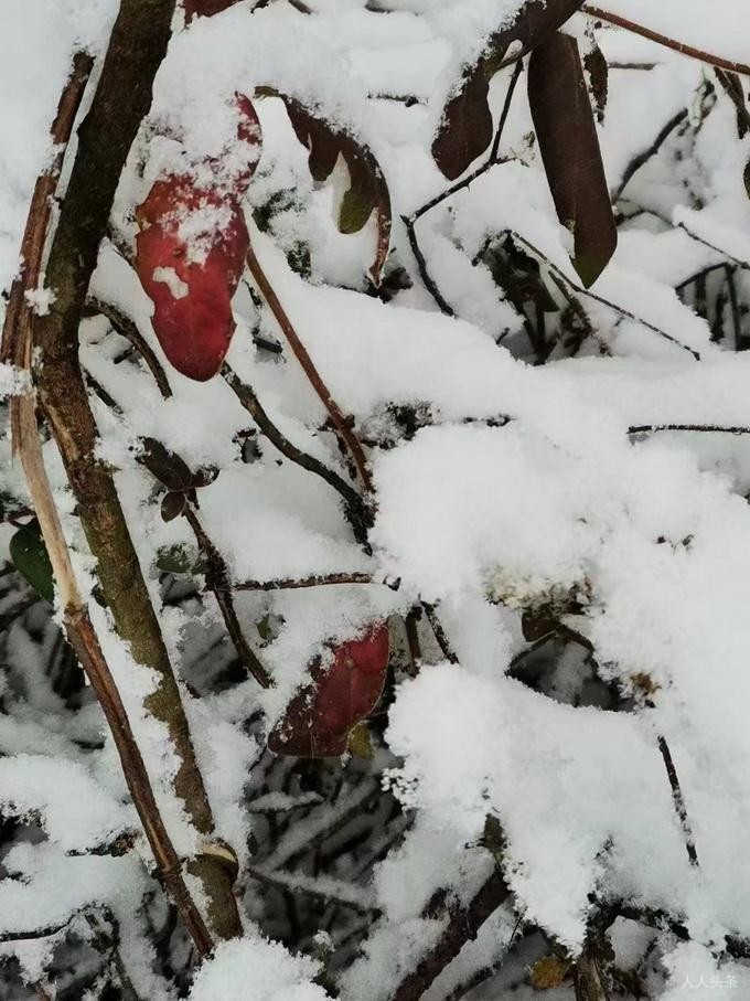 雪地 作者 黄国燕
