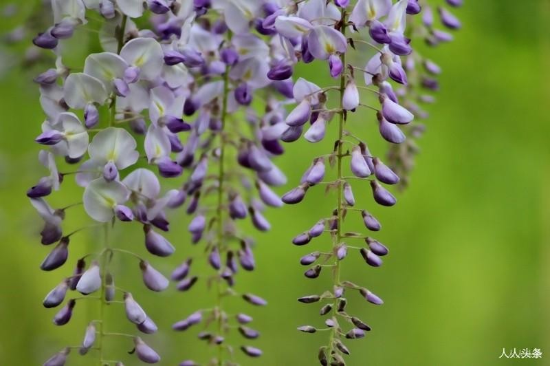 二十四节气——中国传统文化的瑰宝