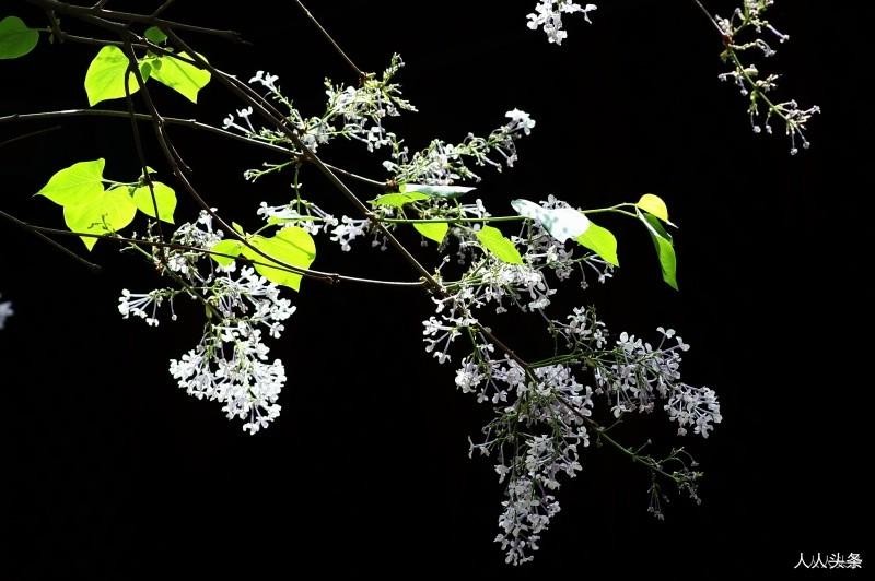 初中语文的句子在文中的作用