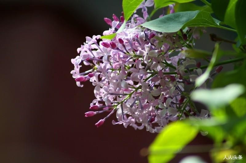 初中语文默写部分