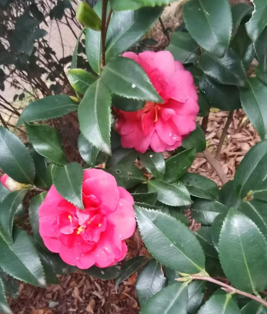 第十届中国网络爱情  520《缘》