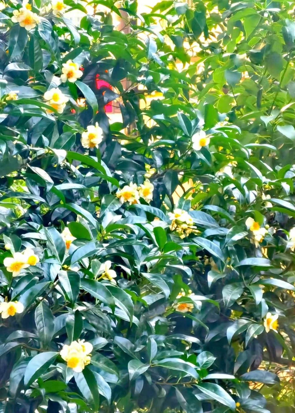 叶芸秀《小满时景》