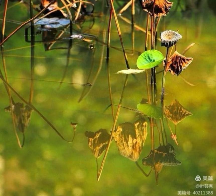叶芸秀：《登高望景》