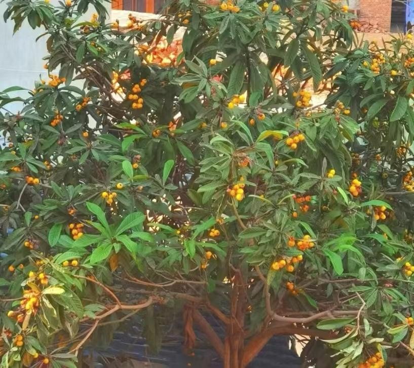 叶芸秀：《忆家乡》