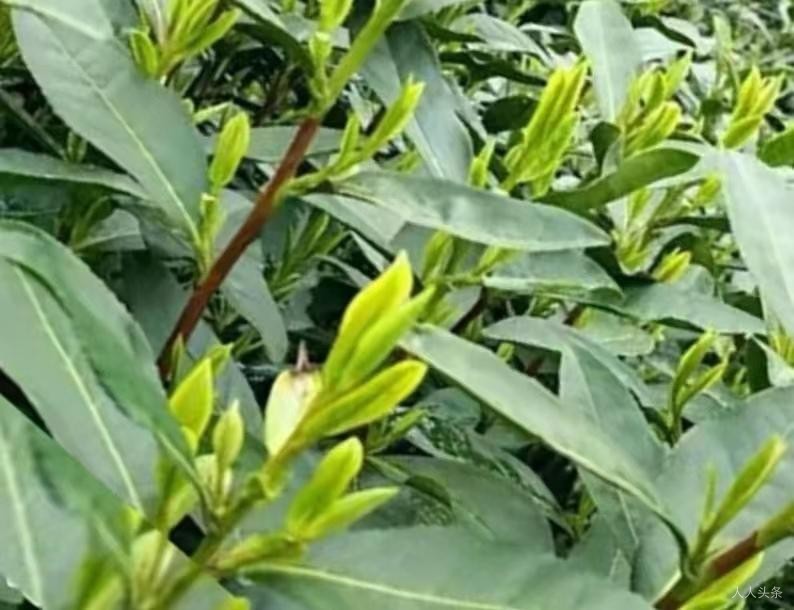 叶芸秀《采茶）