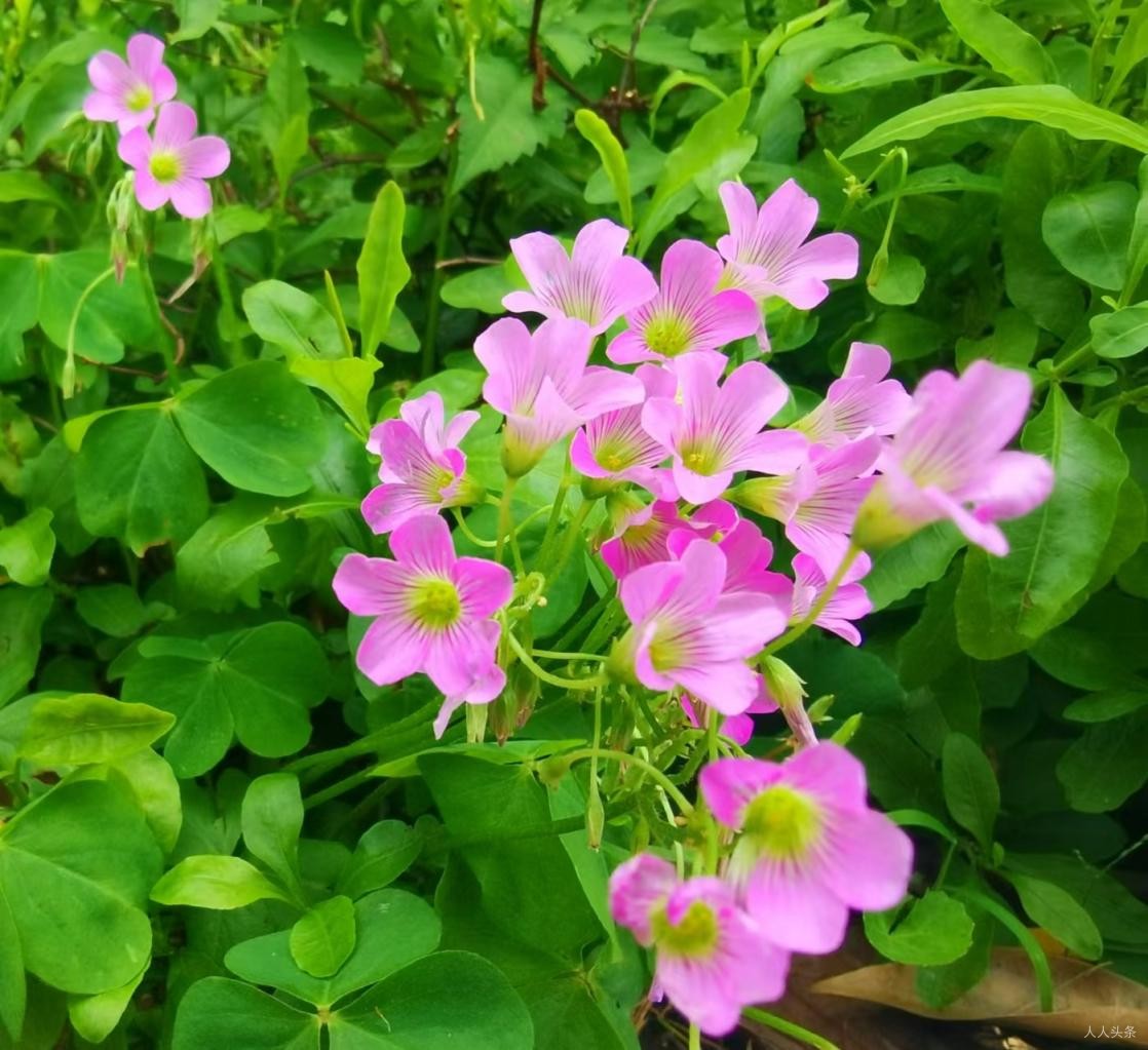 叶芸秀《儿童快乐》