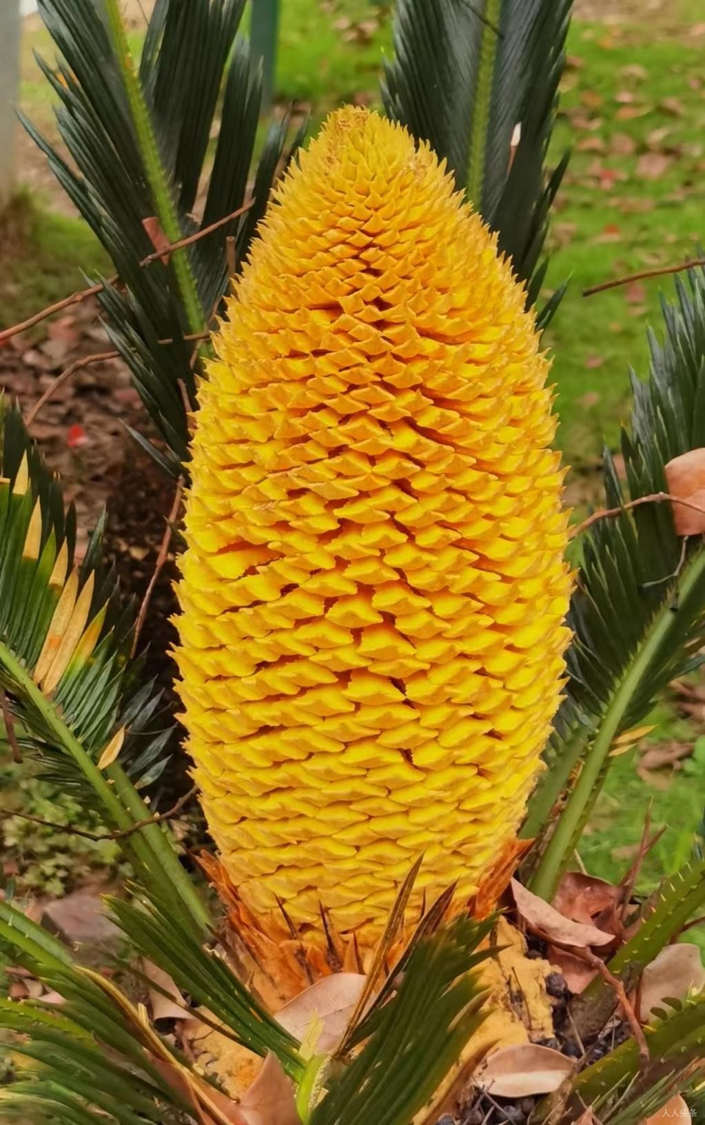 叶芸秀《两不误》