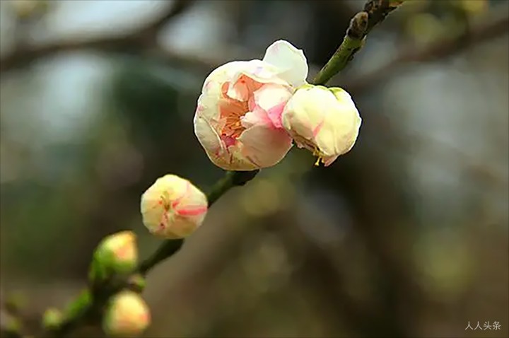 桃花.png