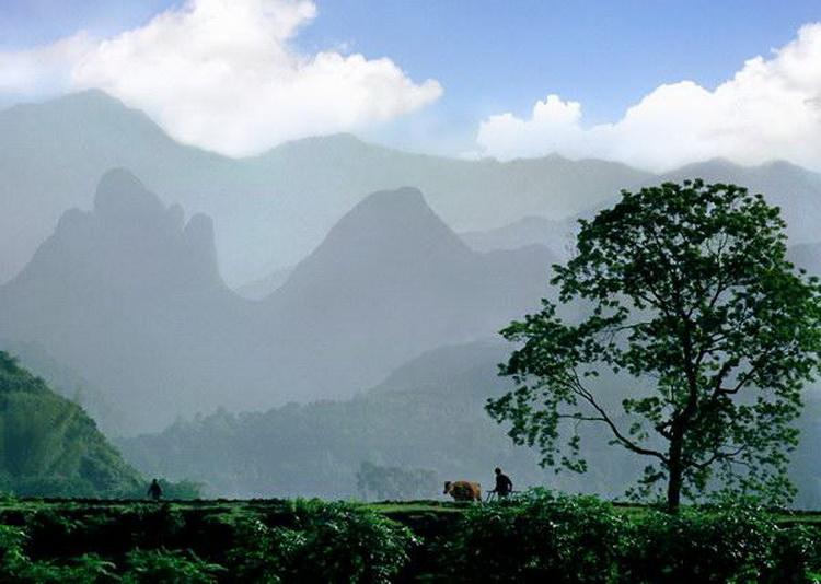 春江水暖鸭先知