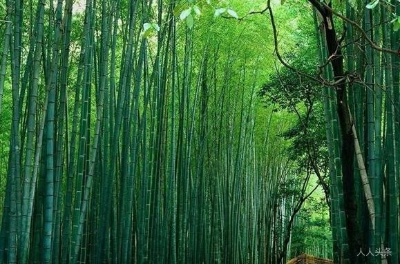 第14届人人文学奖评选  珍爱 /金绶