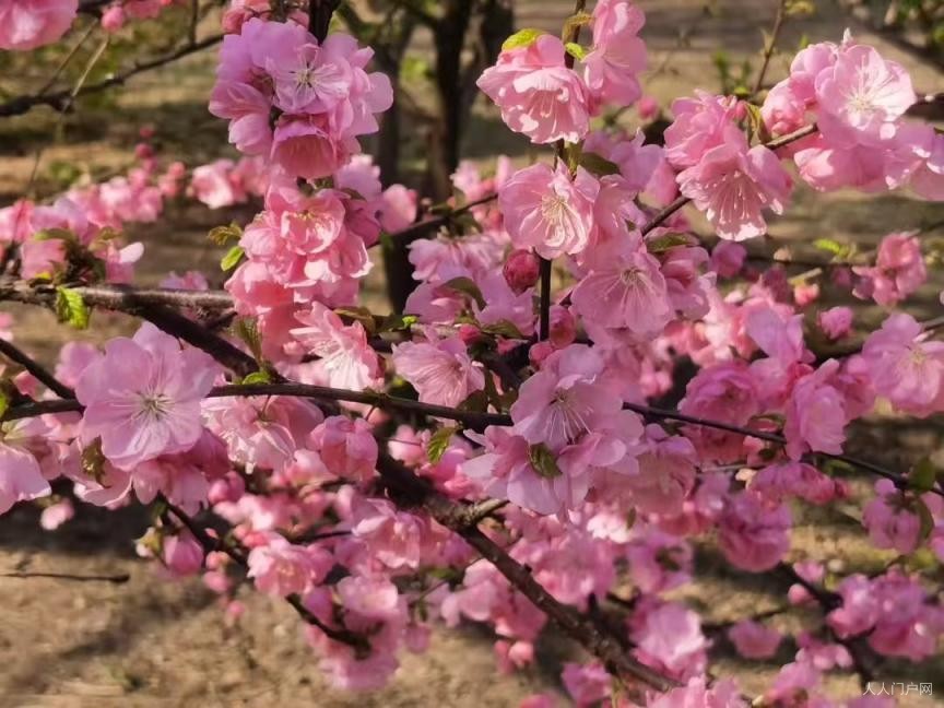 以花为镜，以诗为心——《春，从花心里走出来》深度评析
