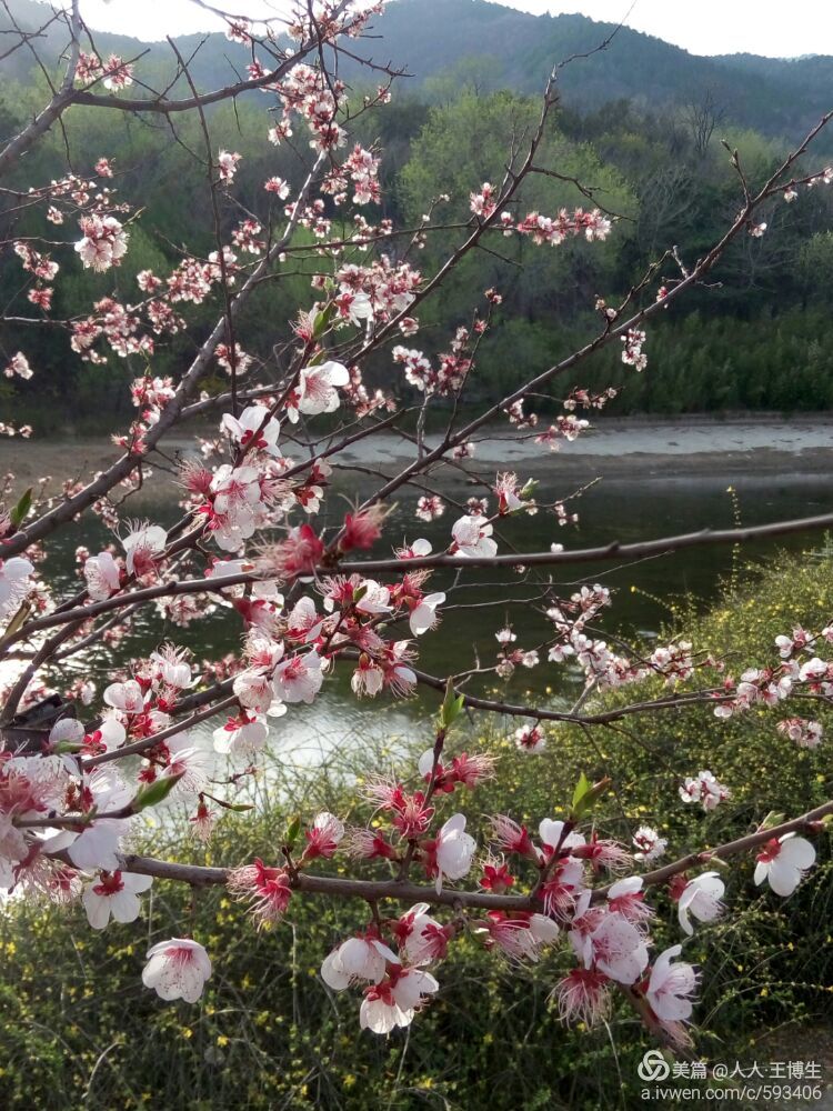王博生手机摄影：国家植物园桃花节(2)