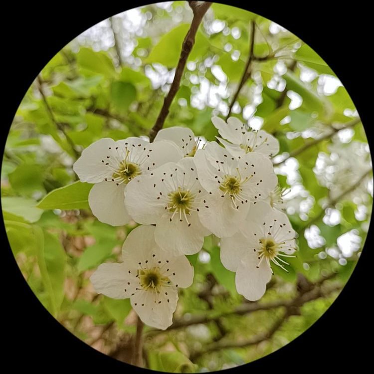 春尽花半落