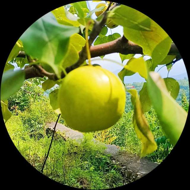 京白梨原产地，西马休闲农场