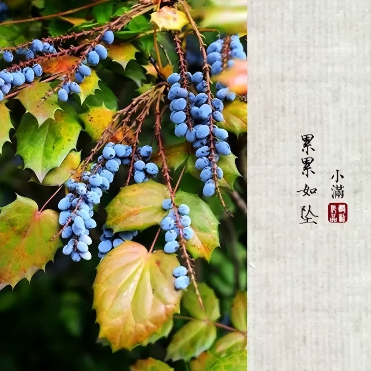 小满，丰盈美满，人生最佳境界