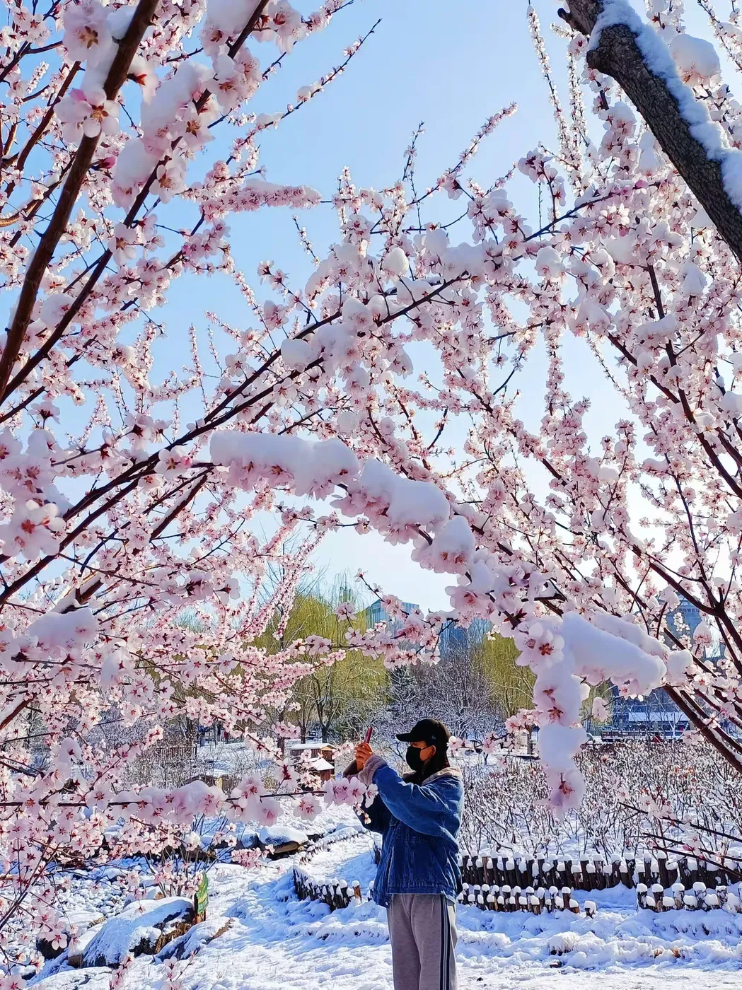 王博生原创小说《相思鸟》（5）第五章 恋歌