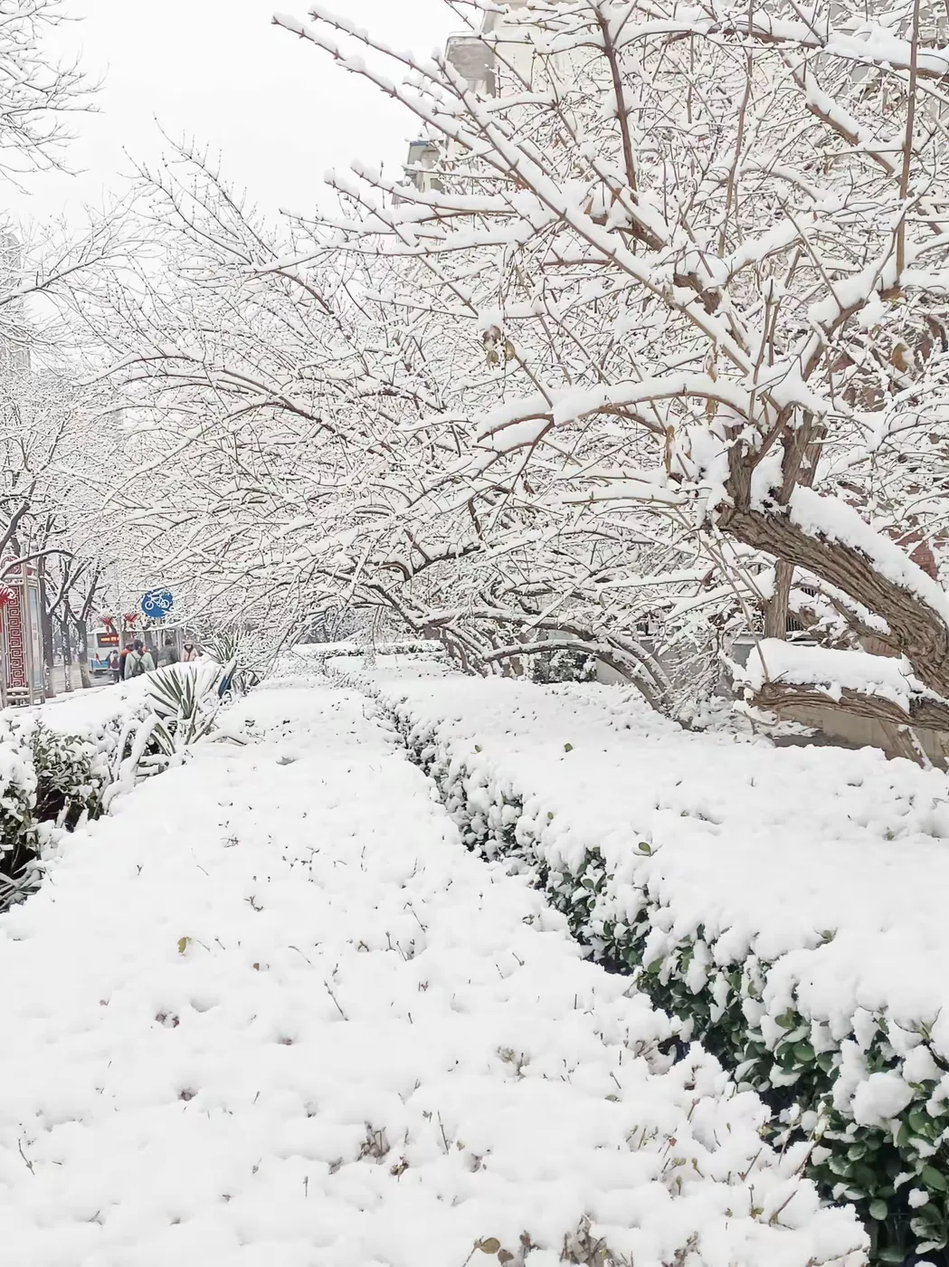王博生原创小说《相思鸟》（9）第九章 献歌