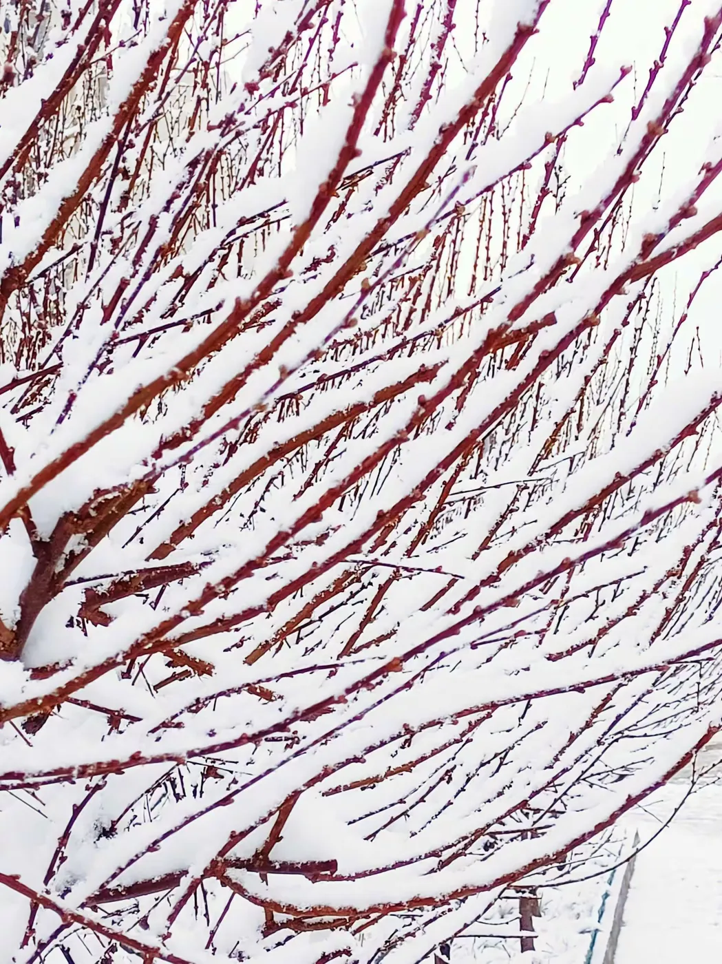 王博生原创小说《相思鸟》（6）第六章 情聚