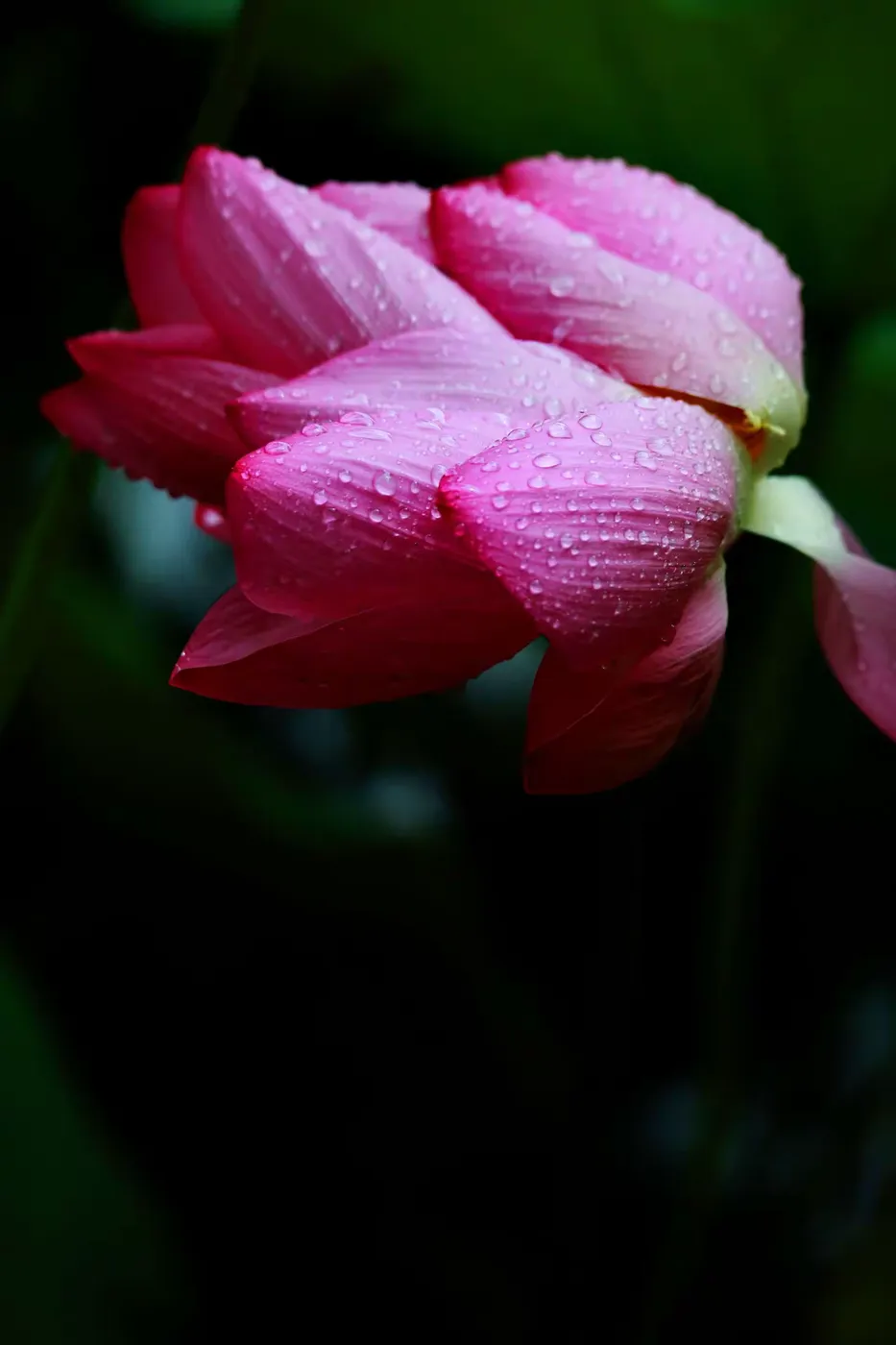 王博生原创童话小说：磕头虫书海遨游历险记（3）