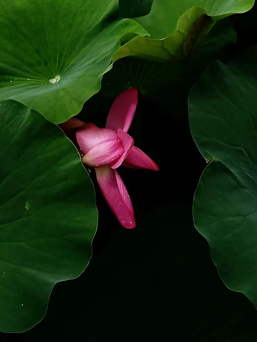 王博生原创童话小说：磕头虫书海遨游历险记（1）