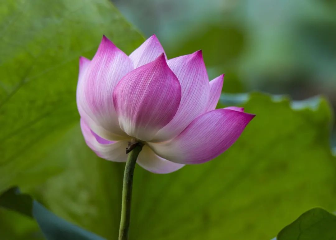 今日小满：愿你生活，幸福满满！