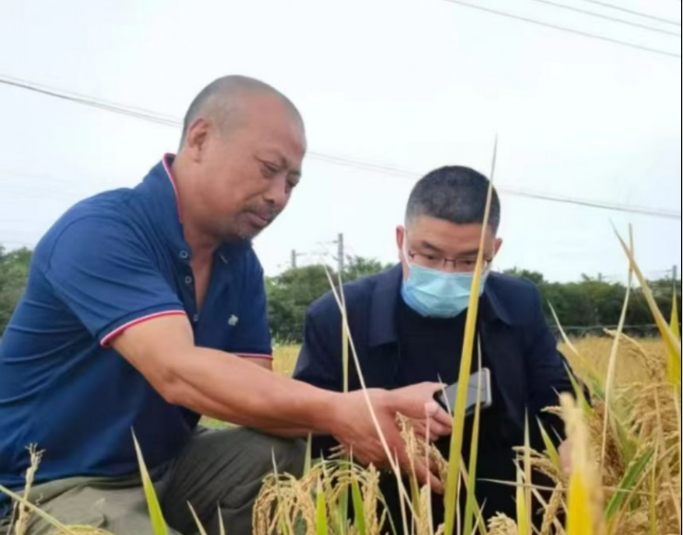 春种一粒粟，秋收万颗子——匠人周伟生以米为钥，试解糖尿病人饥饿枷锁