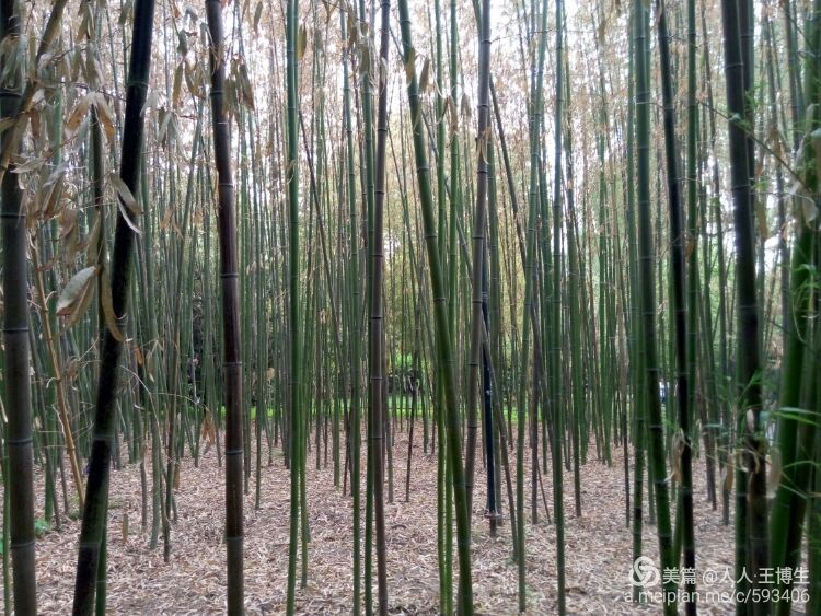 个个君子意，节节凌云高。《竹》
