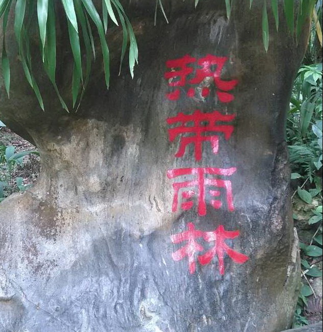 南行记：西双版纳热带植物园原始森林——热带雨林