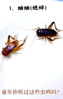 童年你听过这些虫鸣吗？
