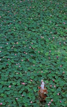 江南可采莲，莲叶何田田