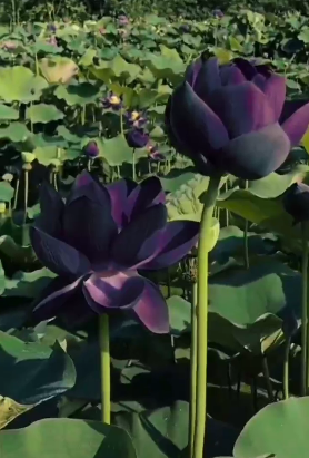 这种荷花你见过吗？