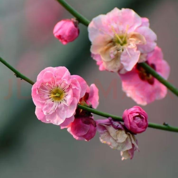 【第一朵春花是雪花】