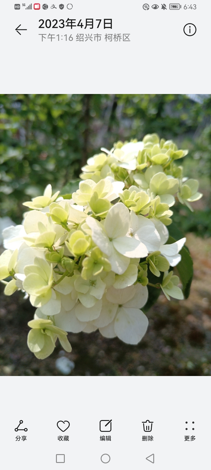 四月七日拍到的花