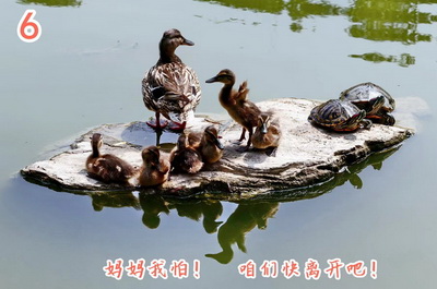 生态摄影师马重光摄影：《鸭妈妈遇龟》
