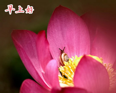 生态摄影师马重光摄影：一组《蜗牛恋荷》