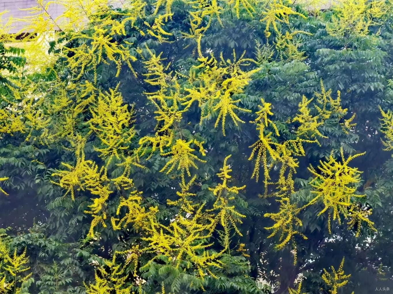 叶芸秀《撰联》