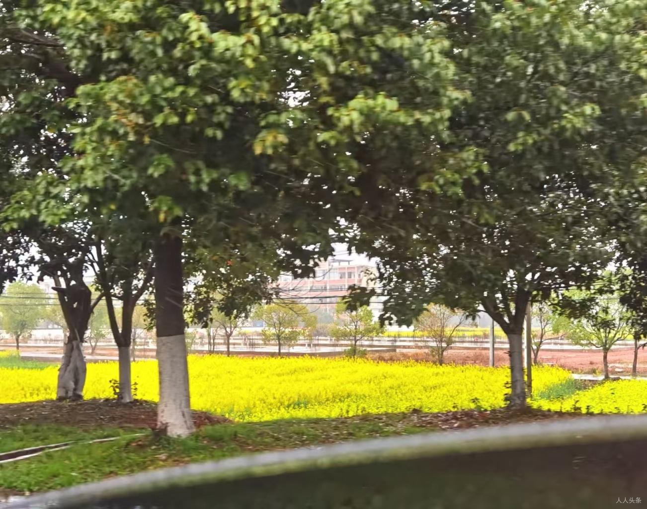 叶芸秀《三八联欢》