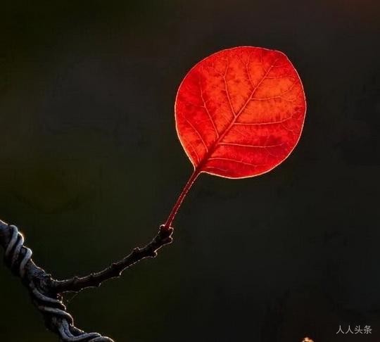 一叶知秋，是一种意境的营造
