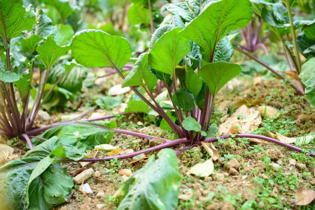 世界顶级蔬菜排行榜，建议收藏