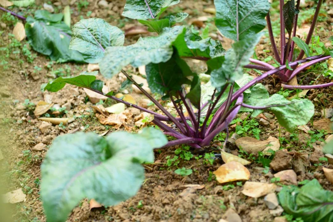 世界顶级蔬菜排行榜，建议收藏