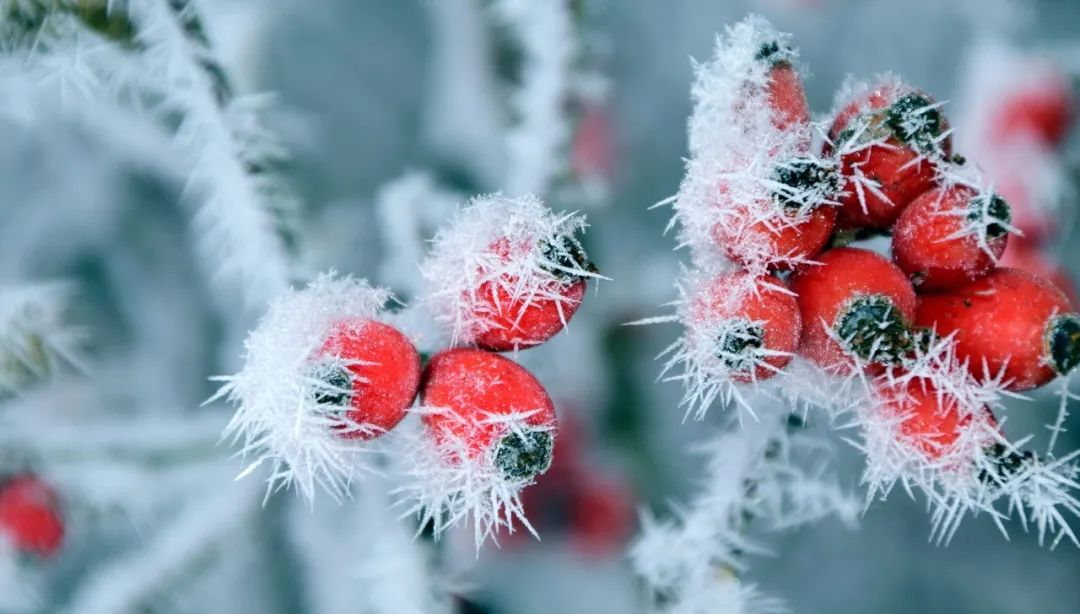 小雪问候：牵挂在心中，无言也温暖