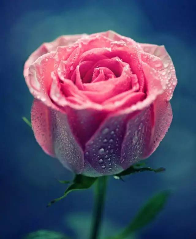 38朵最美的玫瑰，送给天下女人（ 节日快乐）