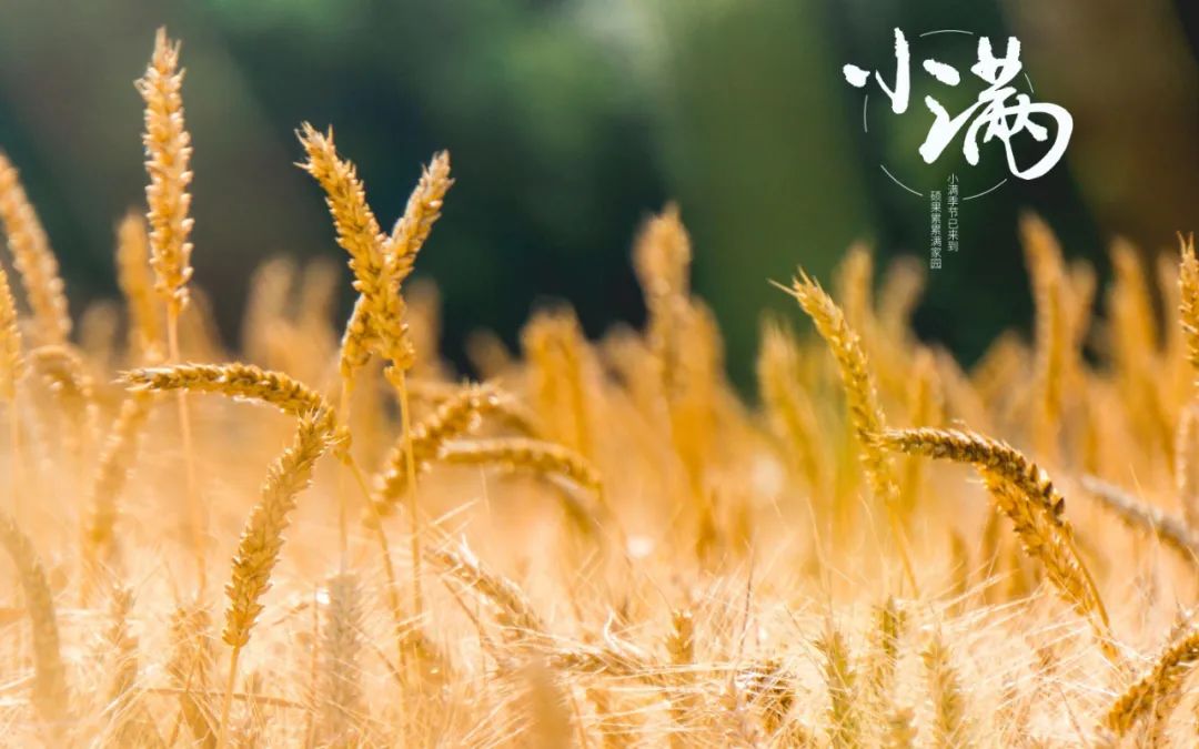 今日小满，祝福满满｜人生不求太满，小满即是圆满