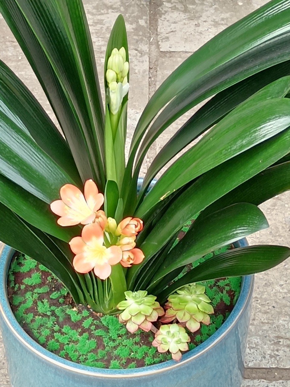 腊月二十六日欣赏到的美景