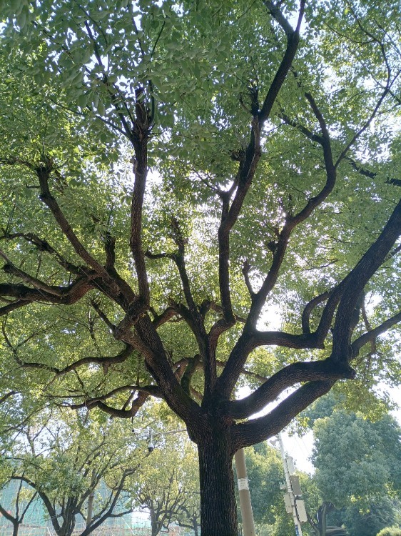 小区外围的美景